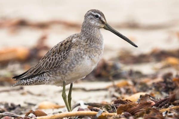 Long-billed dowitcher standing