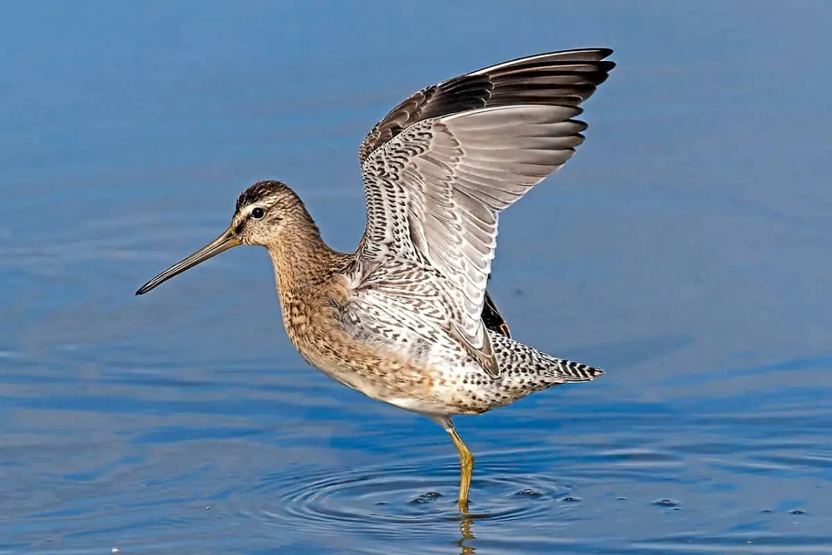 Short-billed dowitcher spreading its wings