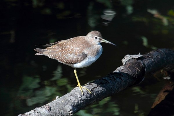 Solitary sandpiper on a tree branch