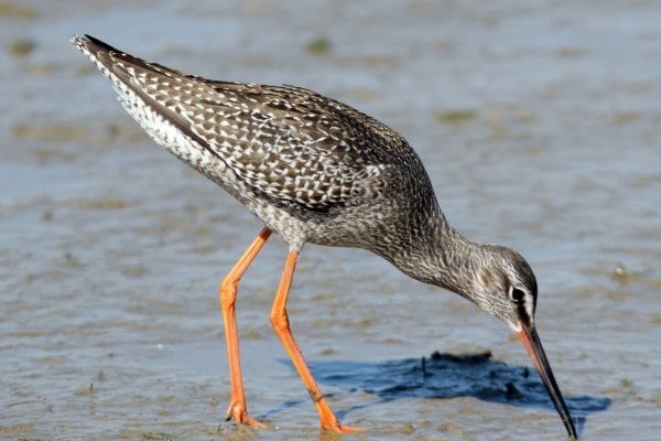 Spotted redshank foraging