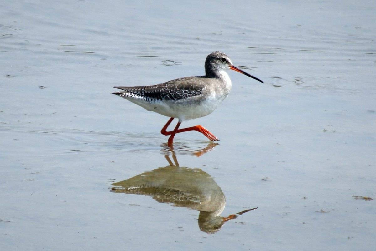 Spotted redshank in wetland