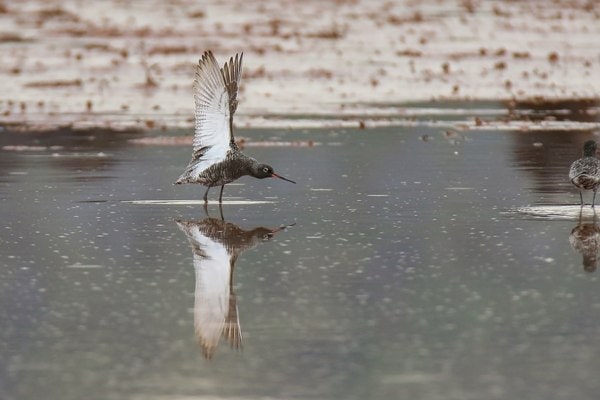 Spotted redshank spreading its wings