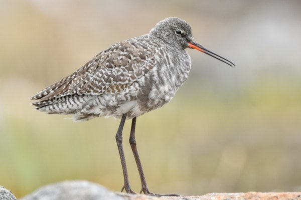 Spotted redshank standing