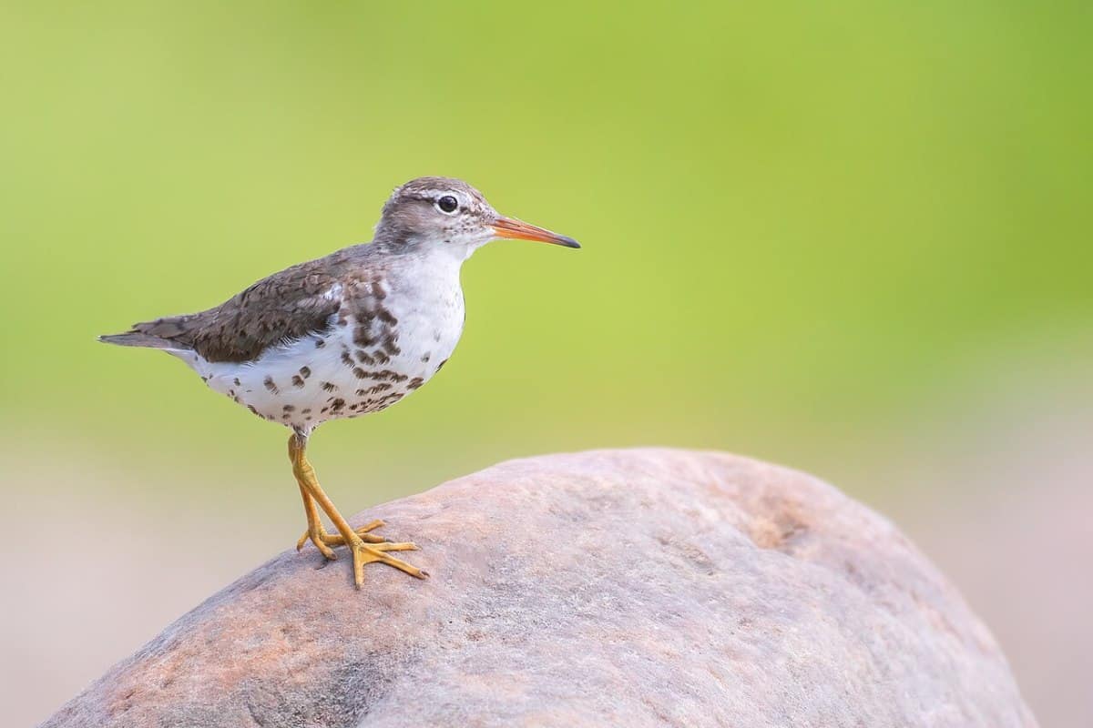 Spotted sandpiper on a rock