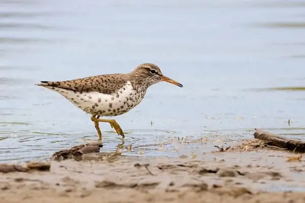 Spotted sandpiper searching for food