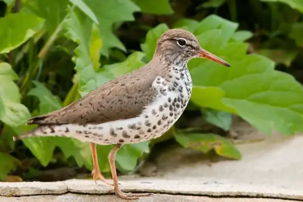 Spotted sandpiper standing