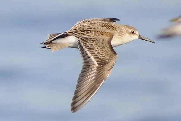 Western sandpiper in flight