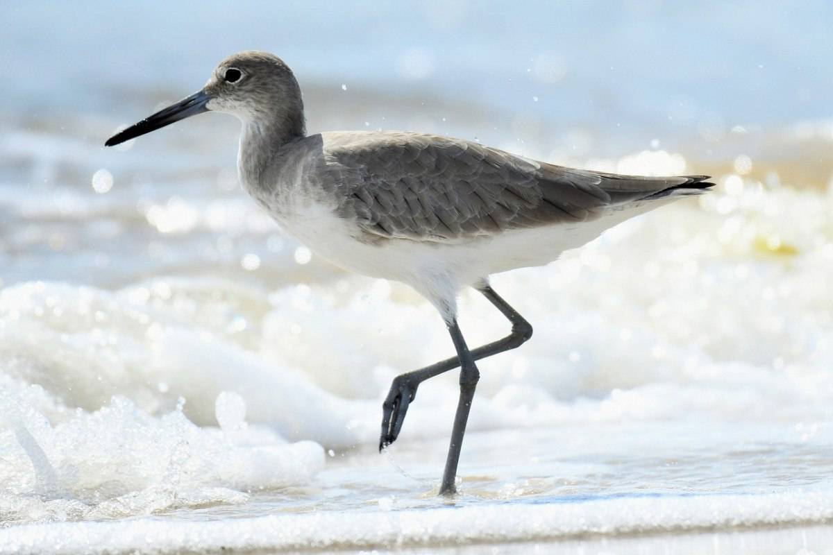 Willet in the shore