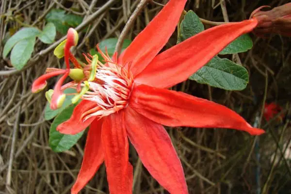 Perfumed passionflower