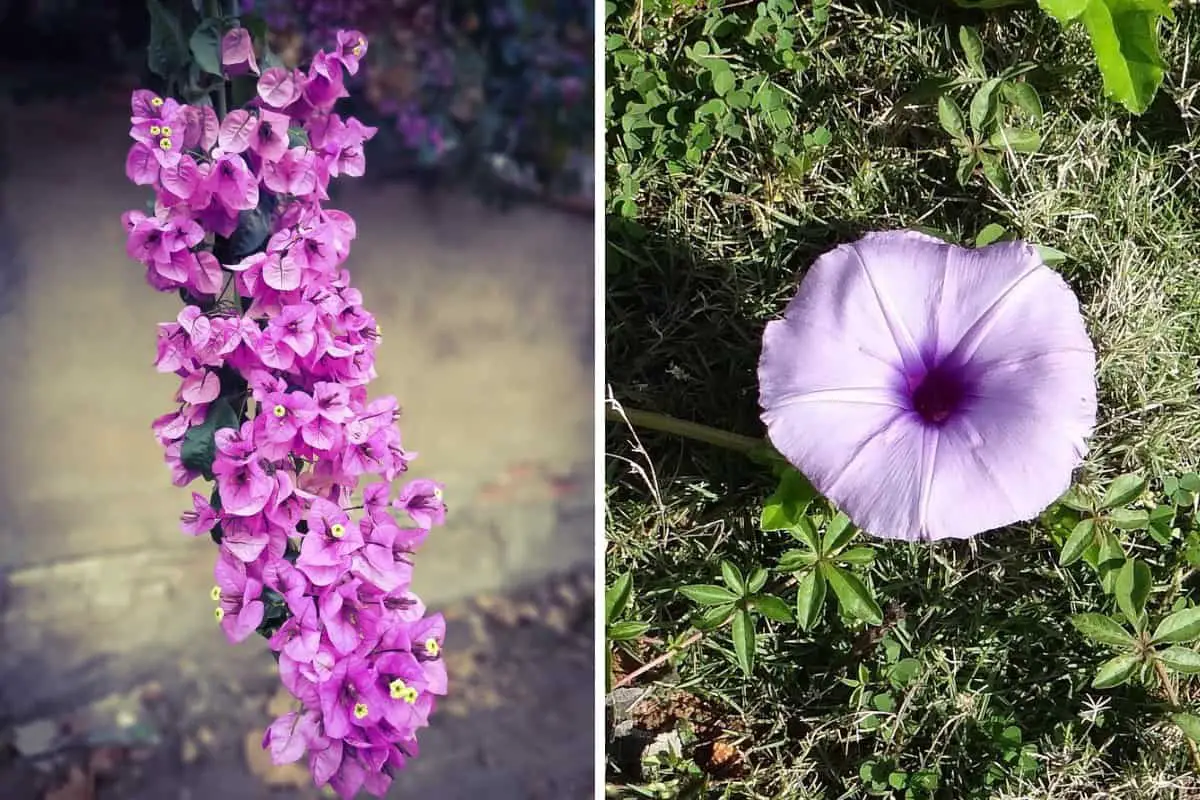 Purple flowers in Hawaii