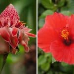 Red flowers in Hawaii collage