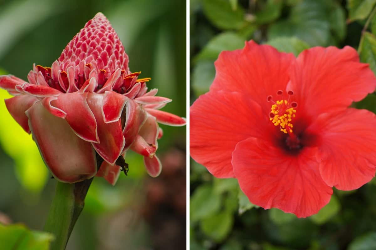 Red flowers in Hawaii collage
